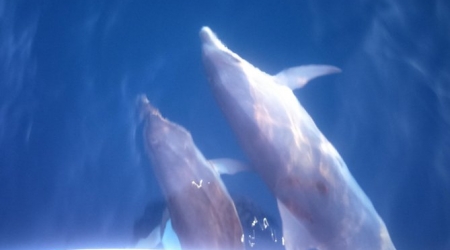 Observing dolphins in their natural environment