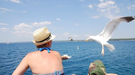 Boat trip from Brijuni National Park from Pula