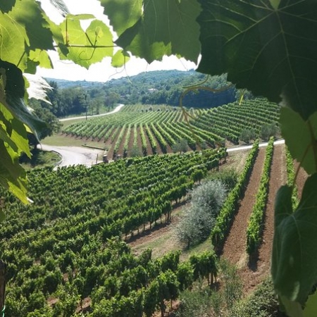 Wine tour - il migliore in Istria
